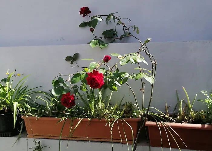 Restaurante Patio Hotell Fuentes de Ebro